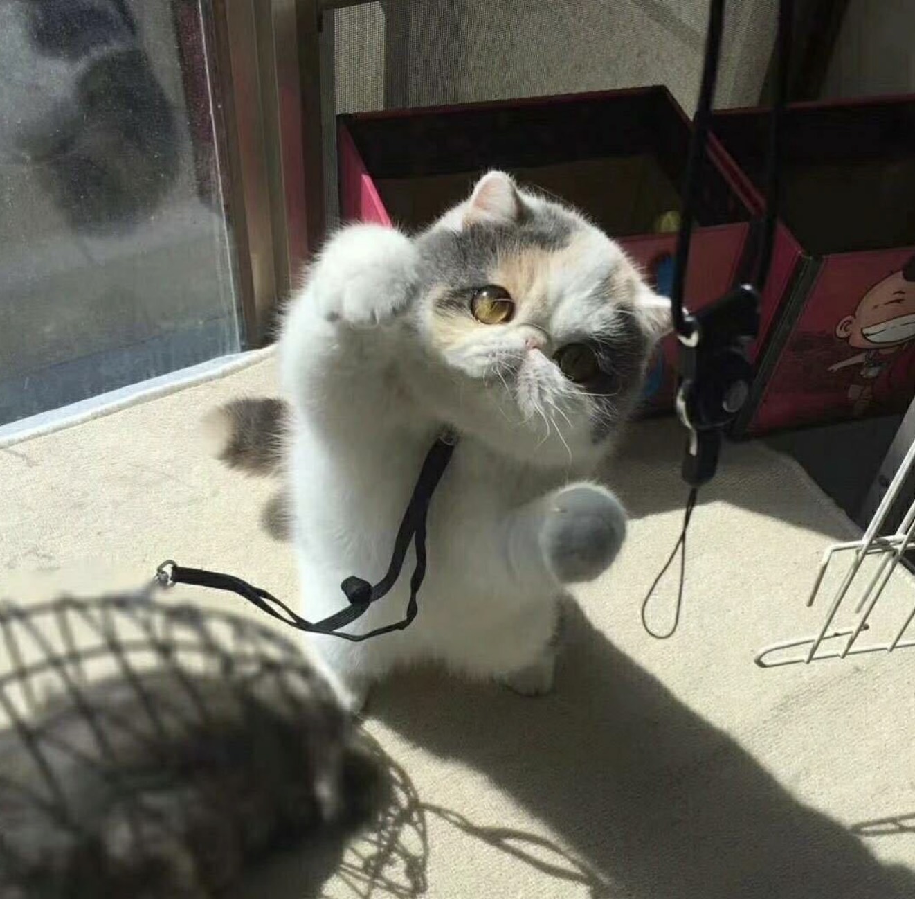 毕之爱吃鱼